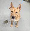 adoptable Dog in tacoma, WA named CHILLI