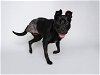 adoptable Dog in tacoma, WA named OREO