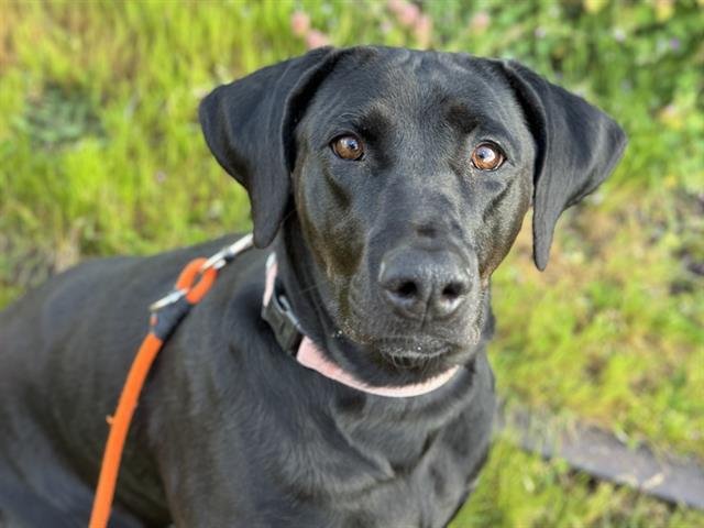 adoptable Dog in Tacoma, WA named LUCY