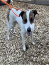 adoptable Dog in tacoma, WA named ATTICUS