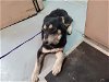 adoptable Dog in tacoma, WA named ASH