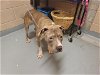 adoptable Dog in tacoma, WA named BELLA MARIE
