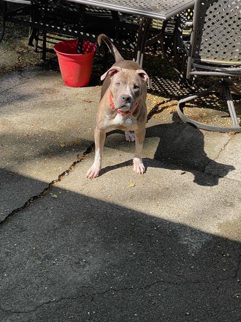 adoptable Dog in Tacoma, WA named BELLA MARIE