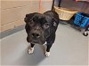 adoptable Dog in , WA named WENDY