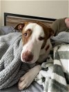 adoptable Dog in tacoma, WA named SAMMY