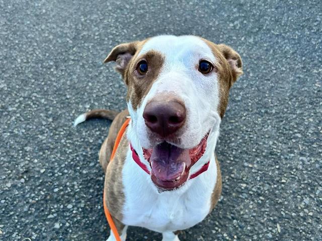 adoptable Dog in Tacoma, WA named SAMMY