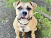 adoptable Dog in tacoma, WA named RUBY