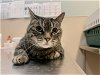 adoptable Cat in , WA named PERCY