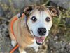 adoptable Dog in tacoma, WA named SWEET GIRL