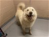adoptable Dog in tacoma, WA named PEDRO