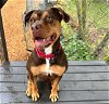 adoptable Dog in tacoma, WA named SKIPPY