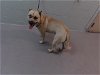 adoptable Dog in tacoma, WA named KOMO