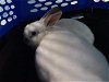 adoptable Rabbit in  named A586351