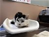 adoptable Cat in tacoma, WA named UNO