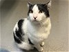 adoptable Cat in tacoma, WA named STOLAS