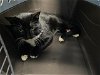 adoptable Cat in tacoma, WA named TRISTAN