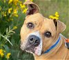 adoptable Dog in tacoma, WA named ARIEL