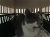 adoptable Cat in , WA named WINSTON