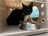 adoptable Cat in tacoma, WA named BUSINESS CAT SHIITAKE