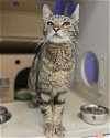 adoptable Cat in tacoma, WA named A588383