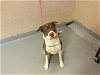 adoptable Dog in tacoma, WA named BARKLEY