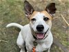 adoptable Dog in tacoma, WA named BRIE