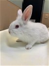 adoptable Rabbit in , WA named TENNANT