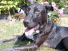 adoptable Dog in , WA named GANDI