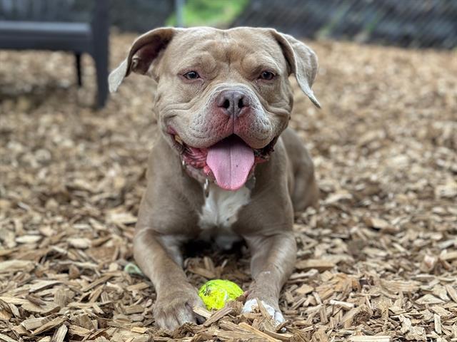 adoptable Dog in Tacoma, WA named CANDY