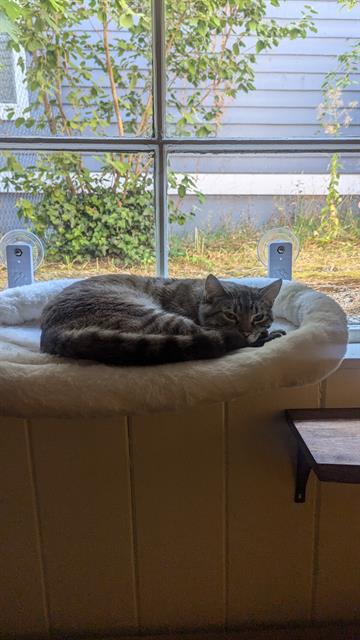 adoptable Cat in Tacoma, WA named GEORGE