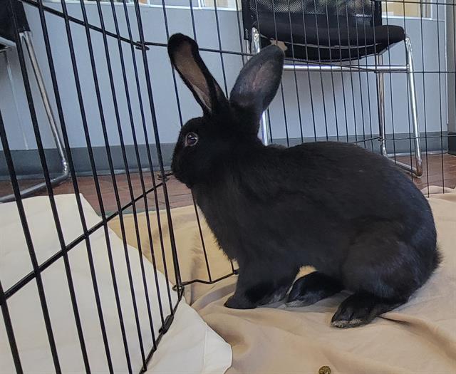 adoptable Rabbit in Tacoma, WA named CHARLIE