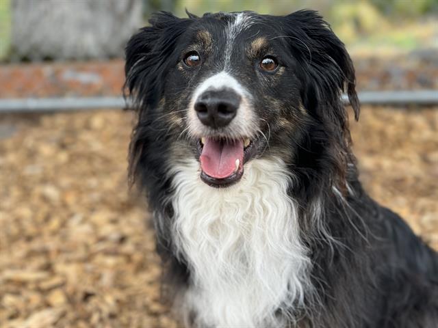 adoptable Dog in Tacoma, WA named RAY