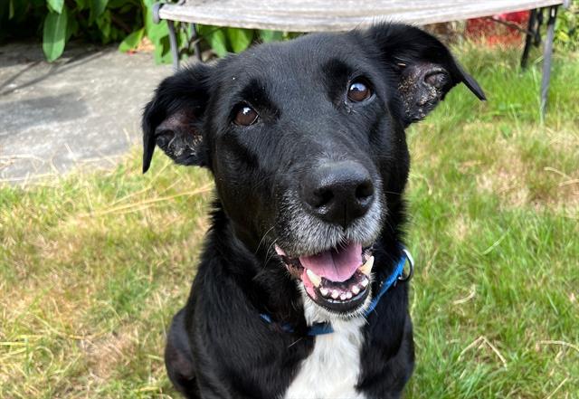 adoptable Dog in Tacoma, WA named BELLE