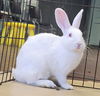 adoptable Rabbit in Tacoma, WA named AHAB