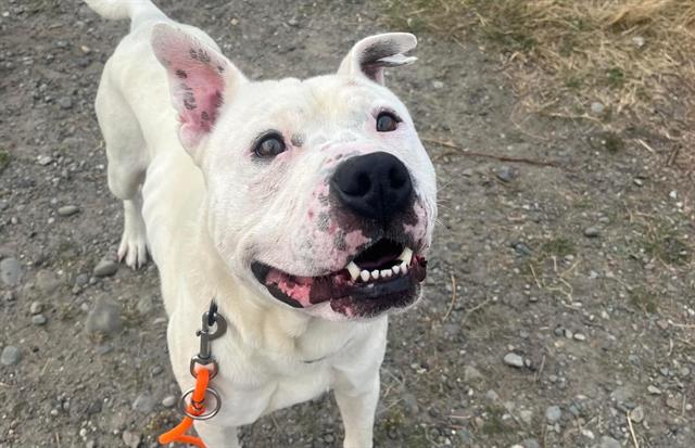 adoptable Dog in Tacoma, WA named SNOOPY