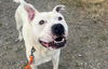 adoptable Dog in , WA named SNOOPY