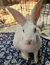 adoptable Rabbit in , WA named SNOWBALL