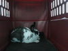 adoptable Rabbit in , WA named STORM