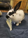 adoptable Rabbit in Tacoma, WA named SOLID SNAKE