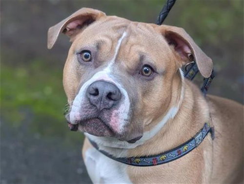 BRUCE - Pit Bull Terrier available for adoption
