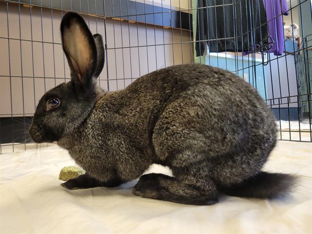 adoptable Rabbit in Tacoma, WA named PITCH