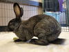 adoptable Rabbit in , WA named PITCH