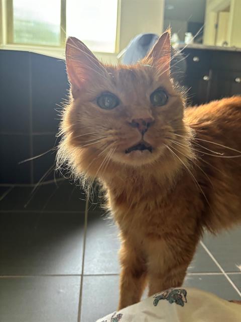 adoptable Cat in Tacoma, WA named SAILOR