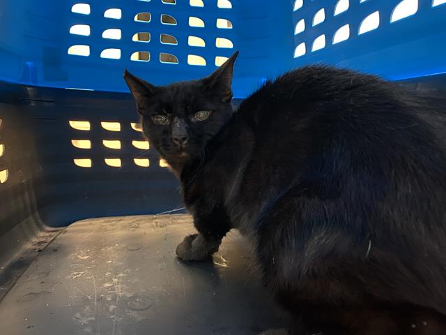 adoptable Cat in Tacoma, WA named BUSINESS CAT TABAXI