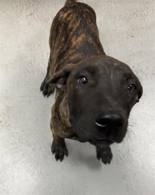 adoptable Dog in Tacoma, WA named CHOCOLATE CHUNK