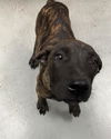 adoptable Dog in  named CHOCOLATE CHUNK