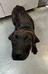 adoptable Dog in , WA named DOUBLE FUDGE