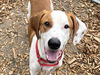 adoptable Dog in , WA named BOON