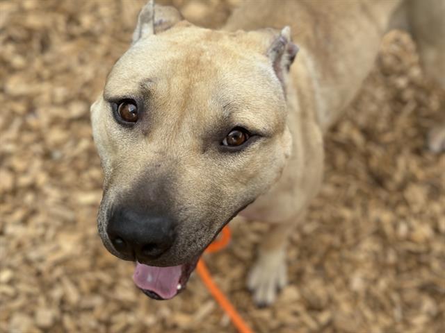 adoptable Dog in Tacoma, WA named TATER