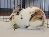 adoptable Rabbit in Tacoma, WA named A593008